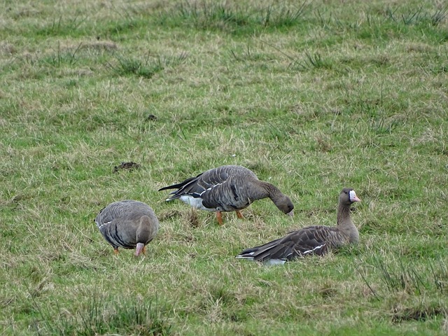 追光丨从闲趣到“先驱”，他们从沙漠走向雪山.